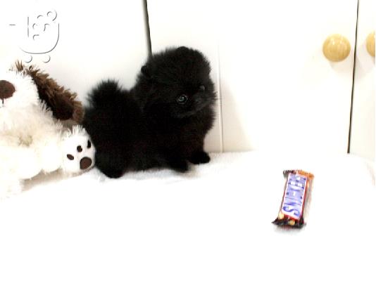 PoulaTo: Pomeranian κουτάβια - Ready